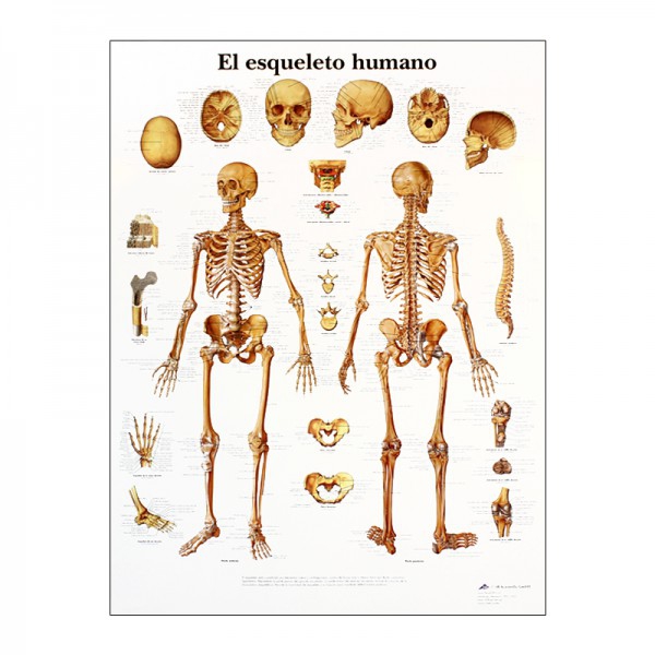 Lâmina de anatomia: Esqueleto humano